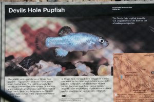 A sign bearing a photo of the rare Pupfish is posted near the heavily protected entrance on May 14, 2007 at Devils Hole, Nevada. (Credit: Robyn Beck/Getty Images)