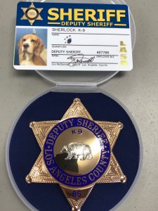 L.A. County sheriff's deputies working in the jail system have a new four-legged deputy with a keen nose for crime. His name is Sherlock. (Credit: Los Angeles County Sheriff's Department)