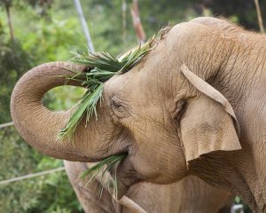 Sujatha spent 20 years at the Santa Barbara before her caretakers there had to euthanize her on Oct. 16, 2018. (Credit: Santa Barbara Zoo)