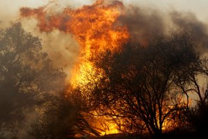 A wildfire burns at the Salvation Army Camp on Nov. 10, 2018 in Malibu. (Credit: Sandy Huffaker/Getty Images)