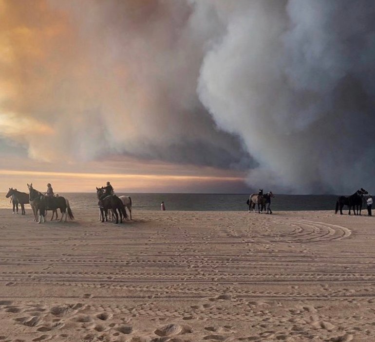 Horses seek refuge on the beach in Malibu amid the Woolsey Fire on Nov. 9, 2018. (Credit: Lori Ellis)