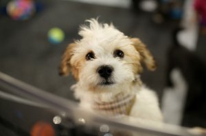 A puppy is seen as part of the Shelter Pet Project during the 2015 MTV Video Music Awards at Microsoft Theater on Aug.30, 2015 in Los Angeles. (Credit: Mike Windle/Getty Images)