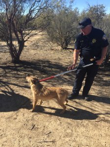 An animal control officer is seen capturing a stray dog in the Anza area on Dec. 19, 2018, in a photo released by the Riverside County Department of Animal Services.