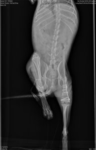A plate can be seen surgically placed inside the leg of Chloe, a pup found severely abused and dumped in a trash bin on Dec. 8. This photo was captured on Dec. 18. (Credit: KTLA)