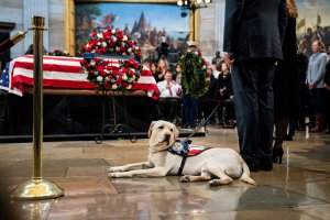 Sully, a yellow Labrador service dog for former President George H. W. Bush, sits near the casket of the late former President George H.W. Bush as he lies in state at the U.S. Capitol, Dec. 4, 2018, in Washington, D.C. (Credit: Drew Angerer/Getty Images)