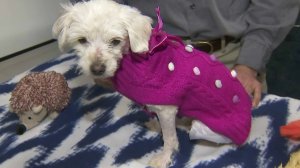 Chloe, a puppy found severely abused and dumped in a Long Beach trash bin on Dec. 8, is seen 10 days later after undergoing surgery and other treatment for her injuries. (Credit: KTLA)