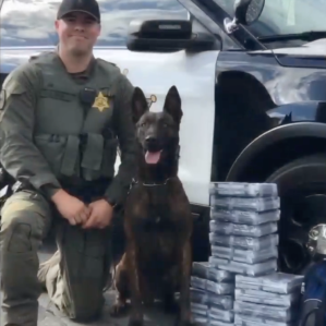 Orange County Sheriff's Department patrol and narcotics K-9 Arco died suddenly on Jan. 12, 2019. (Credit: OCSD)