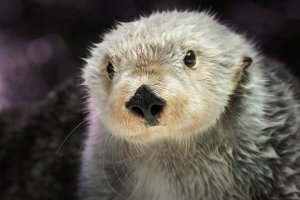Brook the sea otter is seen in a photo from Aug. 25, 2018, released by the Aquarium of the Pacific.