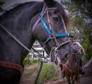 Bonita, a horse from the Santa Ana Police Department Mounted Unit, died suddenly on Jan. 4, 2019. (Credit: Santa Ana Police Department)