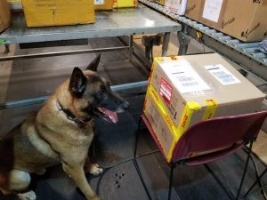 Freddy, a U.S. Customs and Border Protection narcotics-detecting K-9, sits next to a package that may contain illegal drugs in this photo released by the agency on Feb. 15, 2019.