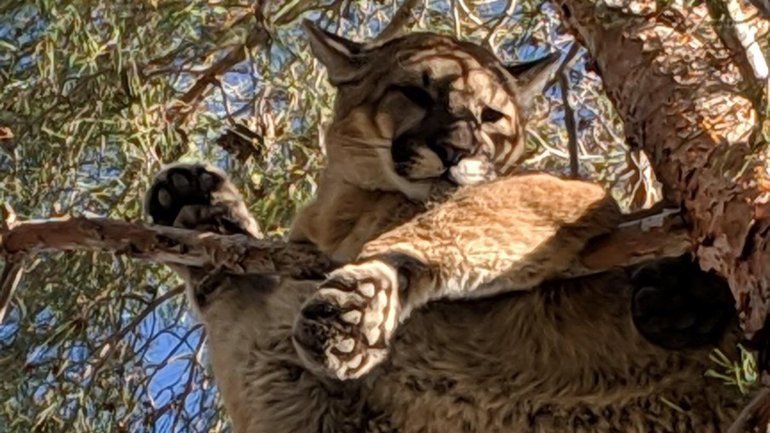 San Bernardino firefighters and California Fish & Wildlife officials teamed up to rescue a young mountain lion that got stuck in a tree in Hesperia on Feb. 16, 2019. (Credit: California Department of Fish & Wildlife)
