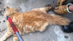 Riverside County Animal Services released this image of the tabby cat.