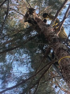 San Bernardino firefighters and California Fish & Wildlife officials teamed up to rescue a young mountain lion that got stuck in a tree in Hesperia on Feb. 16, 2019. (Credit: California Department of Fish & Wildlife)