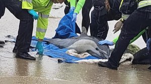 The Pacific Marine Mammal Center released this photo of one of the beached dolphins.