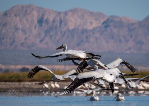 White pelicans, which used to mass here by the tens of thousands during winter months, fly over the Salton Sea near Calipatria on Jan. 1, 2019. (Credit: David McNew / Getty Images for Lumix)