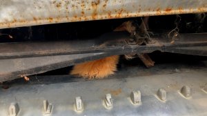 Riverside County Animal Services released this photo of the trapped cat.