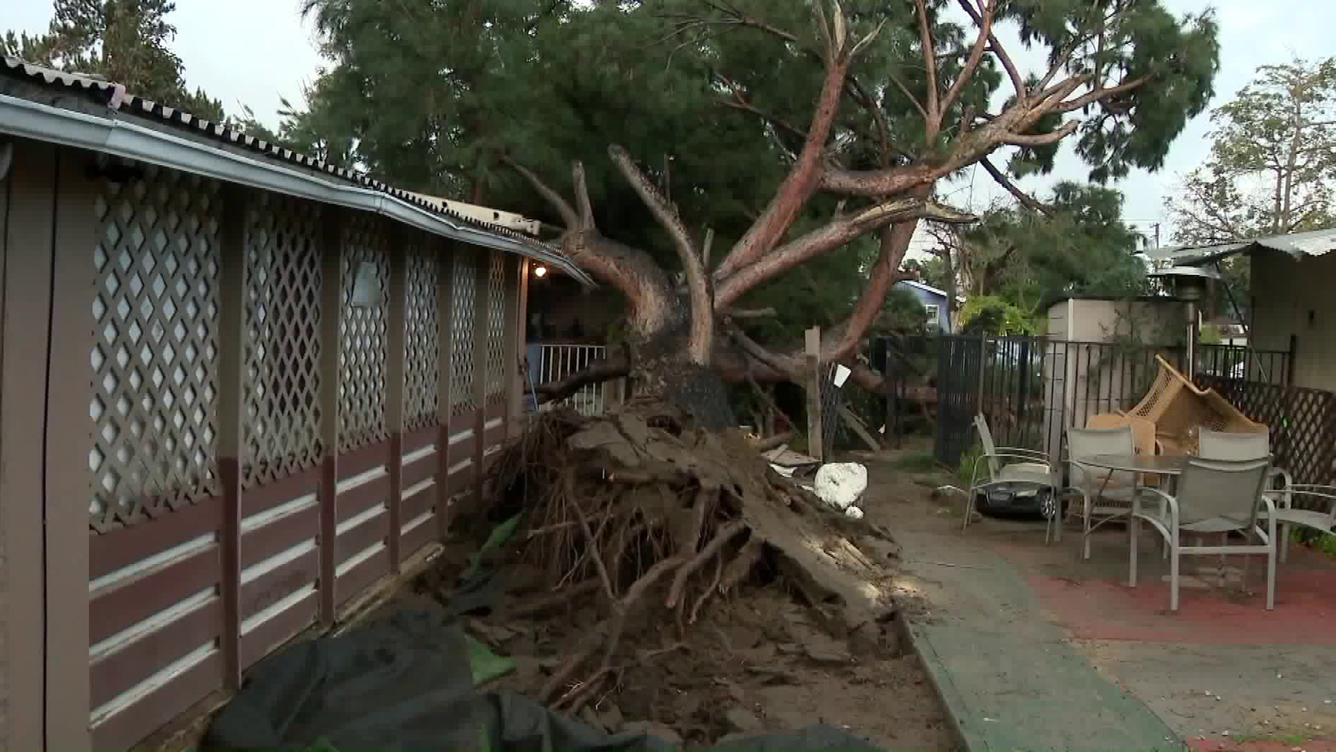 A tree that toppled onto a home in Pomona is seen on Feb. 21, 2019. (Credit: KTLA)
