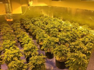 Police seized 1,500 marijuana plats from three houses in the Orangecrest neighborhood of Riverside on Feb. 27, 2019. (Credit: Riverside Police Department)