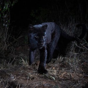 Will Burrard-Lucas shot images of a black leopard at Laikipia Wilderness Camp in Kenya.