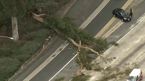 A tree is seen knocked over along the 405 Freeway on Feb. 21, 2019. (Credit: KTLA)