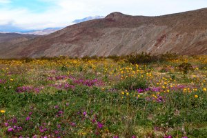 Desert sunflowers and sand verbena blanket a valley in Anza-Borrego State Park in this Feb. 15, 2019, photo released by California State Parks.