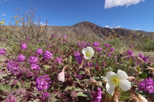 Sand verbena and evening primrose are seen in Anza-Borrego State Park in this Feb. 22, 2019, photo released by California State Parks.