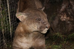 P-53 was re-captured and collared in February 2019 and treated for mange, a parasitic disease of the hair and skin. (Credit: National Park Service)
