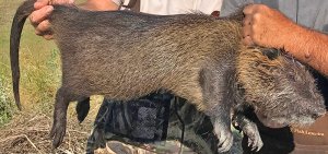 An adult male nutria is seen in this file photo posted on the California Department of Fish and Wildlife's website.
