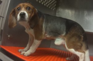 A beagle is seen in an image from an undercover video released by the Humane Society of the United States.