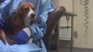 A worker at Charles Rivers Laboratories holds Harvey in her lap as she waits for the euthanasia technician to take him into the necropsy area. (Credit: Humane Society of the United States)