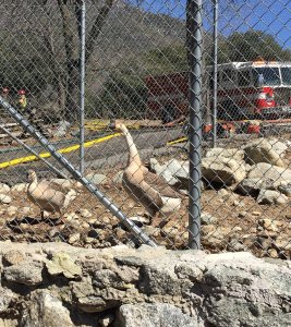 Two geese rescued from a fire at the Mountain Town Museum in Oak Glen are pictured on March 14, 2019. (Credit: Cal FIre)