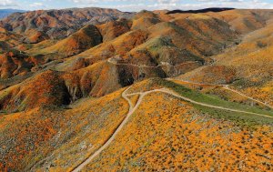 An aerial view of a “super bloom” of wild poppies blanketing the hills of Walker Canyon on March 12, 2019 near Lake Elsinore. (Credit: Mario Tama/Getty Images)