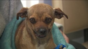 Kaylen, a chihuahua mix, is seen receiving care at McGrath Veterinary Center in Encino. (Credit: KTLA)