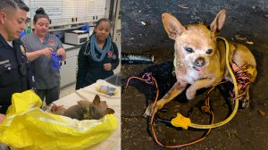 In photos released by the Santa Ana police Department on March 5, 2019, Max the dog is seen being treated at Orange County Emergency Pet Clinic (left) after being found tied in electrical wires (right).