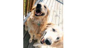 Ranger and Kota send love. "We are thinking of you Emma and we are sending you some puppy cuddles," reads a note along with this photos. It's one of thousands Emma Mertens has received. (Credit: Geoff Mertens via CNN)