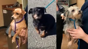 Three of the 38 dogs seized from a Coachella woman's home during her arrest on suspicion of dumping puppies into a dumpster. (Credit: Riverside County Department of Animal Services )