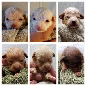 Six of the seven puppies that were dumped in a Coachella dumpster are seen in undated photos provided by the Riverside County Department of Animal Services on April 29, 2019.