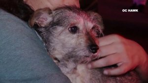 Chewbacca is held by his owner after alerting his family to a fire in their Hacienda Heights house on April 4, 2019. (Credit: OC Hawk)