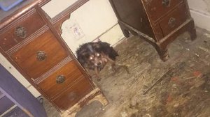 Another dog who was rescued from Culwell's home is seen in a photo from Animal Services.