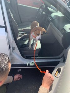 Deputies arrested a man on suspicion of animal abuse after they say he was seen beating this 6-month-old puppy in Santa Clarita on April 4, 2019. (Credit: Los Angeles County Sheriff's Department)