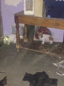 A photo of two of the dogs found in Culwell's home was released by Animal Services on April 23, 2019.