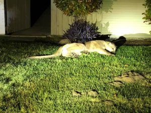 A mountain lion lies on grass in a Tulare neighborhood in April 2019. (Credit: Tulare Police Department)