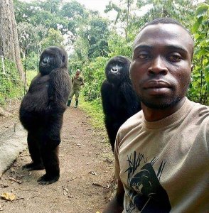 Ndakazi and Ndeze pose with a park ranger at Virunga National Park in the Democratic Republic of Congo. (Credit: Virunga National Park/Instagram)