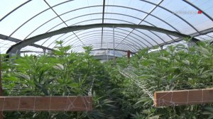 Police seized 40,000 marijuana plants, valued at $20 million, from an illegal farm in Riverside on April 18 and 19, 2019. (Credit: LoudLabs IE)