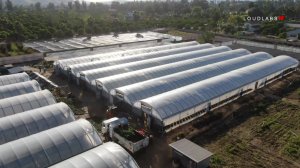 Police seized 40,000 marijuana plants, valued at $20 million, from an illegal farm in Riverside on April 18 and 19, 2019. (Credit: LoudLabs IE)