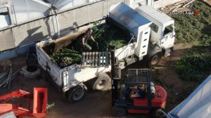 Police seized 40,000 marijuana plants, valued at $20 million, from an illegal farm in Riverside on April 18 and 19, 2019. (Credit: LoudLabs IE)