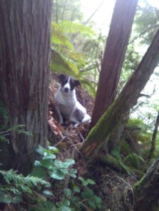 A dog named Daisy appears in a photo CNN obtained from the Pierce County Sheriff's Department in April 2019.
