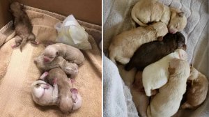 The puppies tossed into a dumpster in Coachella are seen right after their rescue on April 19, 2019, (left) and in a photo provided by volunteer caring for them three days later (right.) (Credit: Riverside County Department of Animal Services.)