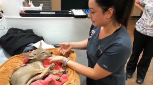 An abandoned coyote pup being nursed back to health is shown in a screenshot from a video posted by the the Riverside County Department of Animal Services on May 17, 2019.