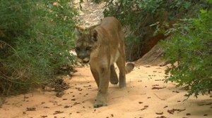 The boy was possibly attacked by a mountain lion, officials say. A mountain lion is seen in a file photo from the National Park Service and distributed by CNN.